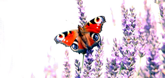 photographie macro