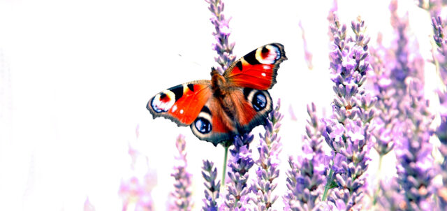 photographie macro