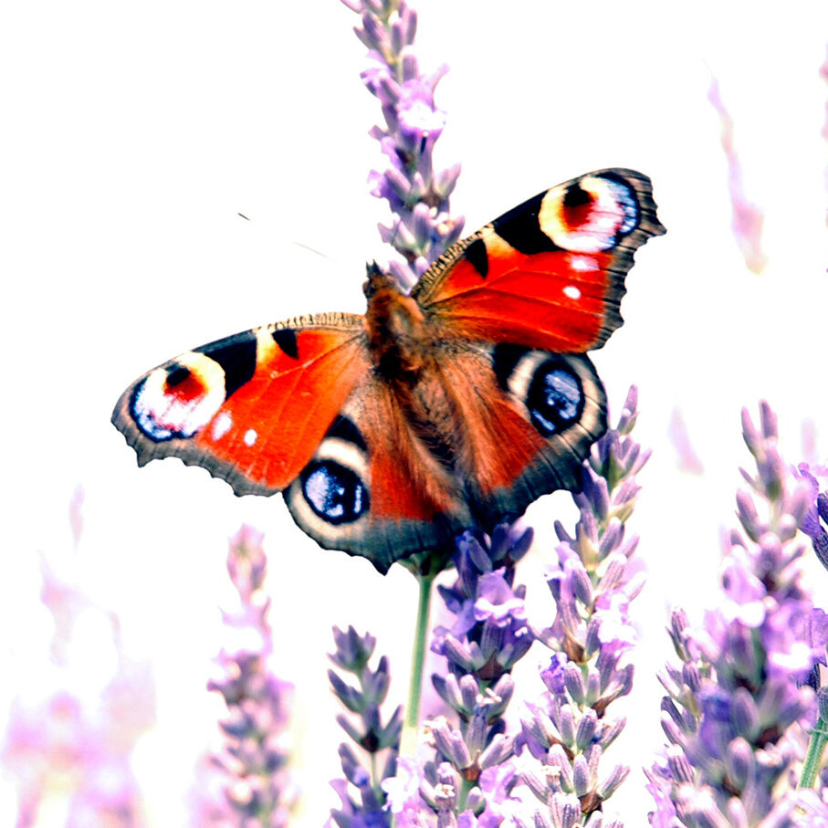 maitriser-la-lumiere photographie macro